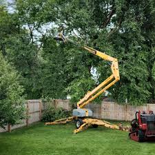 How Our Tree Care Process Works  in Buffalo, MN